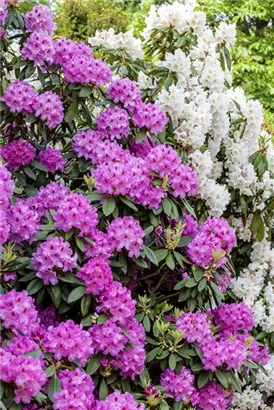 Rhododendron-Hybride 'Roseum Elegans' - Rhododendron Hybr.'Roseum Elegans' I