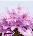 Rhododendron-Hybride 'Roseum Elegans' - Rhododendron Hybr.'Roseum Elegans' I