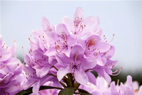 Rhododendron-Hybride 'Roseum Elegans' - Rhododendron Hybr.'Roseum Elegans' I