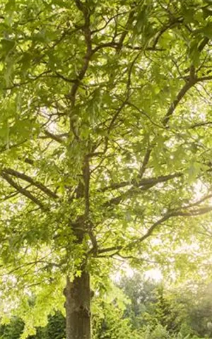 Quercus palustris - Formgehölze