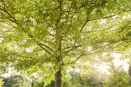 Sumpf-Eiche - Quercus palustris - Formgehölze