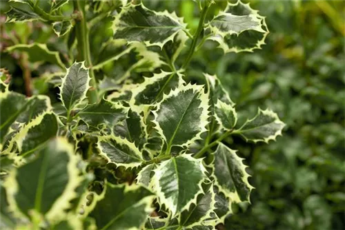 Weißbunte Stechpalme 'Argentea Marginata' - Ilex aquif.'Argentea Marginata'