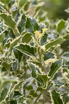 Weißbunte Stechpalme 'Argentea Marginata' - Ilex aquif.'Argentea Marginata'