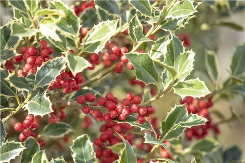 Weißbunte Stechpalme 'Argentea Marginata' - Ilex aquif.'Argentea Marginata'