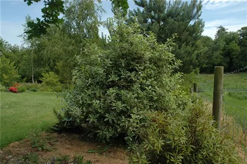 Weißbunte Stechpalme 'Argentea Marginata' - Ilex aquif.'Argentea Marginata'