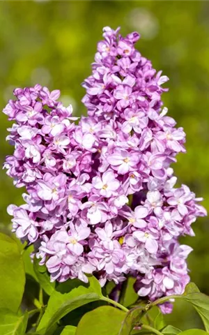 Syringa vulg.'Andenken an Ludwig Späth' - Formgehölze