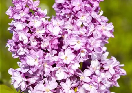 Syringa vulg.'Andenken an Ludwig Späth' - Formgehölze - Edelflieder 'Andenken an Ludwig Späth'