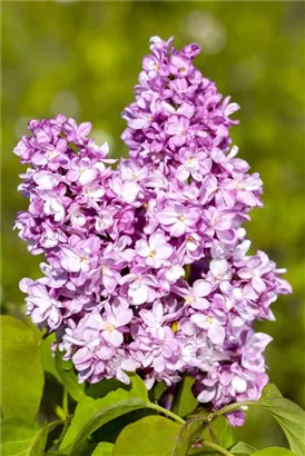 Edelflieder 'Andenken an Ludwig Späth' - Syringa vulg.'Andenken an Ludwig Späth' - Formgehölze