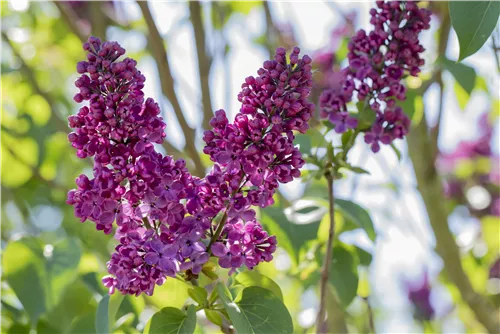 Edelflieder 'Andenken an Ludwig Späth' - Syringa vulg.'Andenken an Ludwig Späth' - Formgehölze