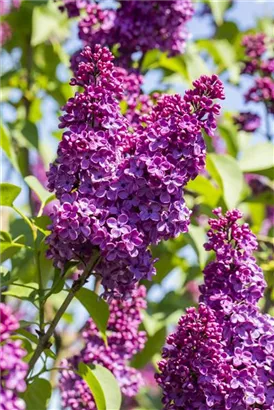 Edelflieder 'Andenken an Ludwig Späth' - Syringa vulg.'Andenken an Ludwig Späth' - Formgehölze