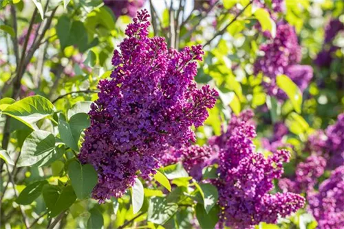 Edelflieder 'Andenken an Ludwig Späth' - Syringa vulg.'Andenken an Ludwig Späth' - Formgehölze