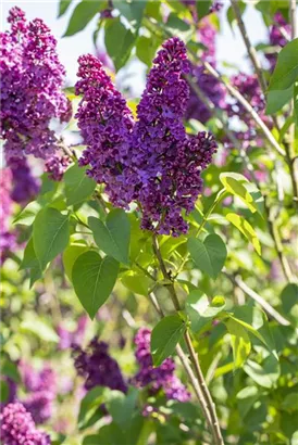 Edelflieder 'Andenken an Ludwig Späth' - Syringa vulg.'Andenken an Ludwig Späth' - Formgehölze