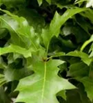 Sumpf-Eiche 'Green Dwarf' - Quercus palustris 'Green Dwarf'