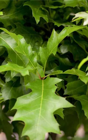 Quercus palustris 'Green Dwarf'