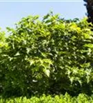 Sumpf-Eiche 'Green Dwarf' - Quercus palustris 'Green Dwarf'