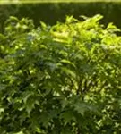 Sumpf-Eiche 'Green Dwarf' - Quercus palustris 'Green Dwarf'