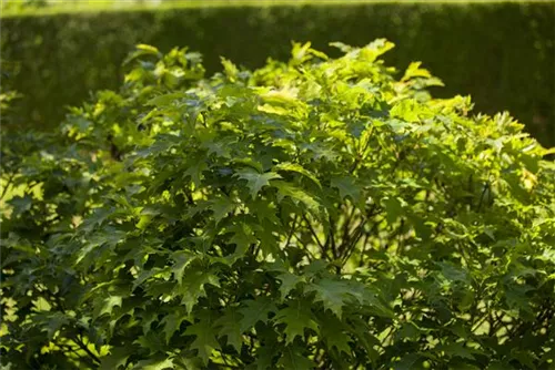 Sumpf-Eiche 'Green Dwarf' - Quercus palustris 'Green Dwarf'