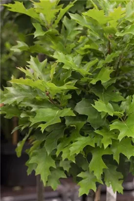 Sumpf-Eiche 'Green Dwarf' - Quercus palustris 'Green Dwarf'