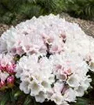 Yaku-Rhododendron 'Edelweiß' - Rhododendron yak.'Edelweiß' II