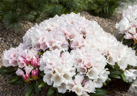 Rhododendron yak.'Edelweiß' II - Yaku-Rhododendron 'Edelweiß'