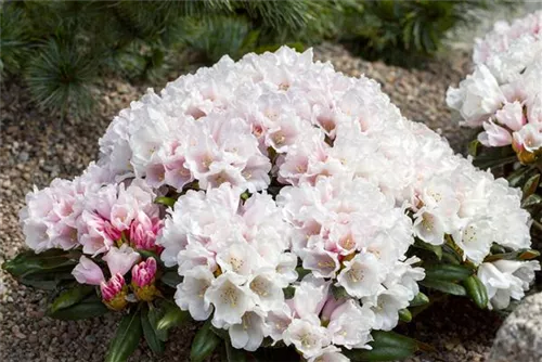 Yaku-Rhododendron 'Edelweiß' - Rhododendron yak.'Edelweiß' II