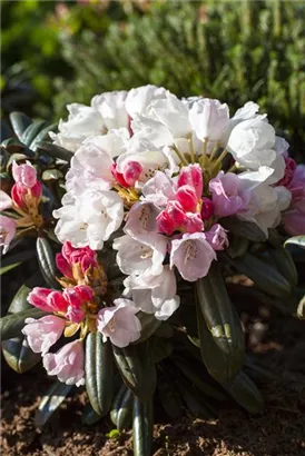 Yaku-Rhododendron 'Edelweiß' - Rhododendron yak.'Edelweiß' II