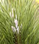 Schwarzkiefer 'Green Tower' - Pinus nigra 'Green Tower'