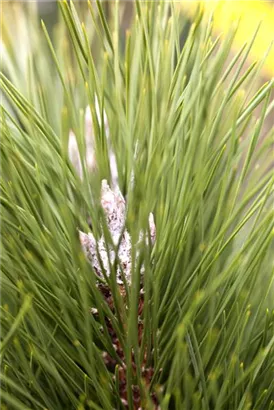 Schwarzkiefer 'Green Tower' - Pinus nigra 'Green Tower'