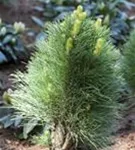 Schwarzkiefer 'Green Tower' - Pinus nigra 'Green Tower'