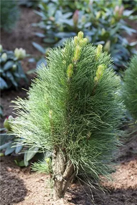 Schwarzkiefer 'Green Tower' - Pinus nigra 'Green Tower'