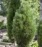 Schwarzkiefer 'Green Tower' - Pinus nigra 'Green Tower'