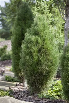 Schwarzkiefer 'Green Tower' - Pinus nigra 'Green Tower'