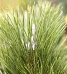 Schwarzkiefer 'Green Tower' - Pinus nigra 'Green Tower'