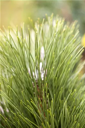 Schwarzkiefer 'Green Tower' - Pinus nigra 'Green Tower'