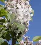 Edelflieder - Syringa vulg.'Beauty of Moscow' - Formgehölze