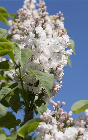 Syringa vulg.'Beauty of Moscow' - Formgehölze