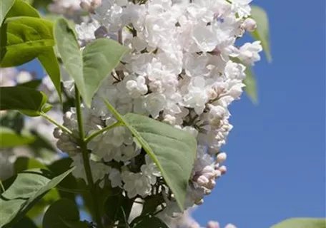 Syringa vulg.'Beauty of Moscow' - Formgehölze - Edelflieder