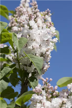 Edelflieder - Syringa vulg.'Beauty of Moscow' - Formgehölze