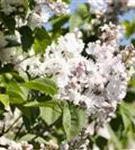 Edelflieder - Syringa vulg.'Beauty of Moscow' - Formgehölze