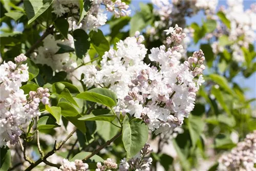 Edelflieder - Syringa vulg.'Beauty of Moscow' - Formgehölze