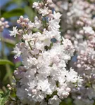 Edelflieder - Syringa vulg.'Beauty of Moscow' - Formgehölze