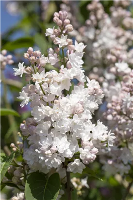 Edelflieder - Syringa vulg.'Beauty of Moscow' - Formgehölze