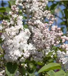 Edelflieder - Syringa vulg.'Beauty of Moscow' - Formgehölze