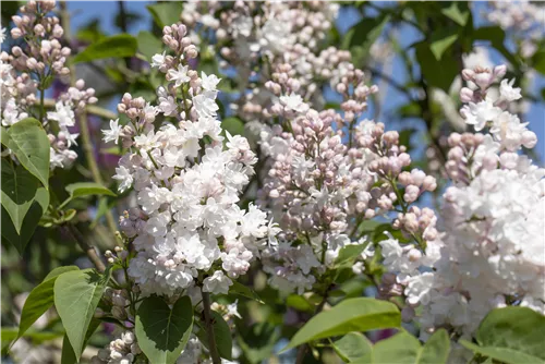 Edelflieder - Syringa vulg.'Beauty of Moscow' - Formgehölze