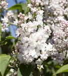 Edelflieder - Syringa vulg.'Beauty of Moscow' - Formgehölze