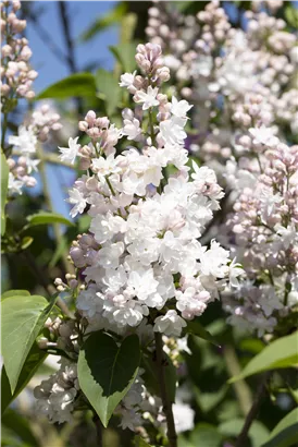 Edelflieder - Syringa vulg.'Beauty of Moscow' - Formgehölze