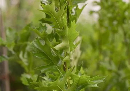 Quercus palustris 'Green Pillar' - Sumpfeiche