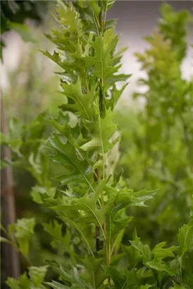 Sumpfeiche - Quercus palustris 'Green Pillar'