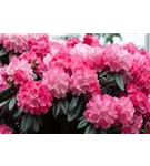 Yaku-Rhododendron 'Fantastica' - Rhododendron yak.'Fantastica' I