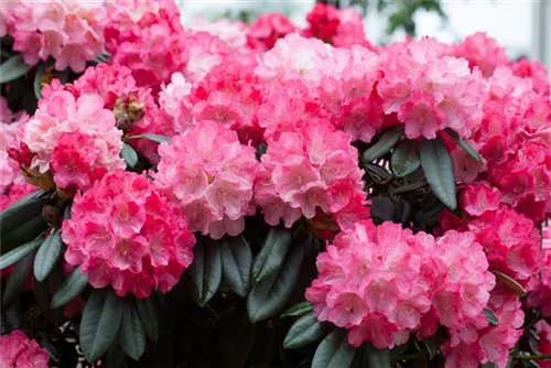 Yaku-Rhododendron 'Fantastica' - Rhododendron yak.'Fantastica' I